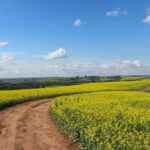 pathway between yellow flower field