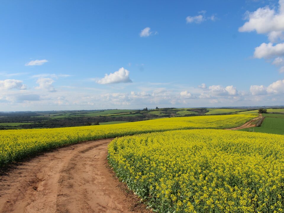 pathway between yellow flower field