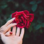 red rose