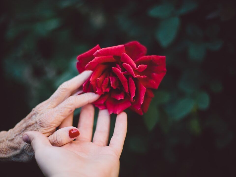 red rose
