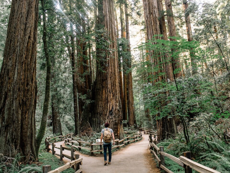 man wearing gray T-shirt standing on forest