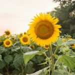 yellow sunflower field during daytime