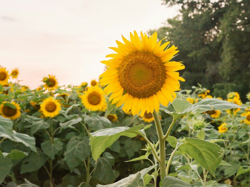 yellow sunflower field during daytime