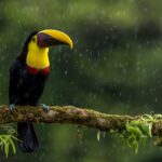 a toucan sitting on a branch in the rain