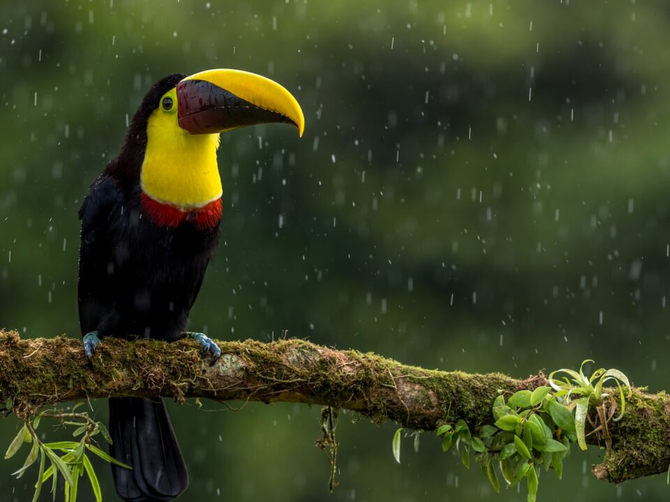 a toucan sitting on a branch in the rain
