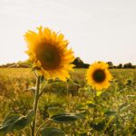 yellow sunflower field during daytime