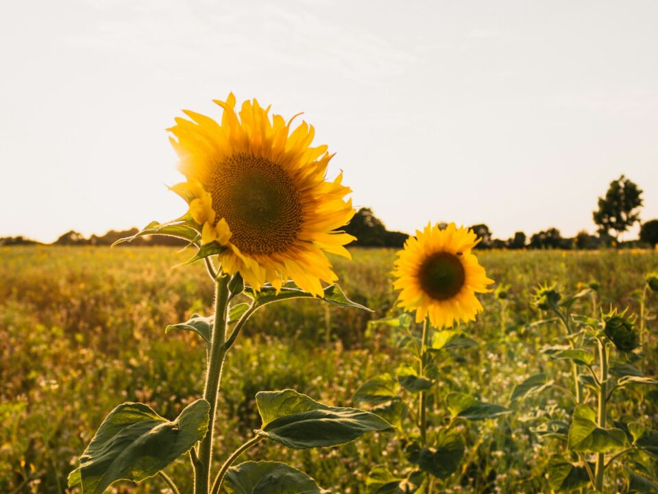 yellow sunflower field during daytime