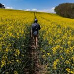 a person walking in a field of flowers