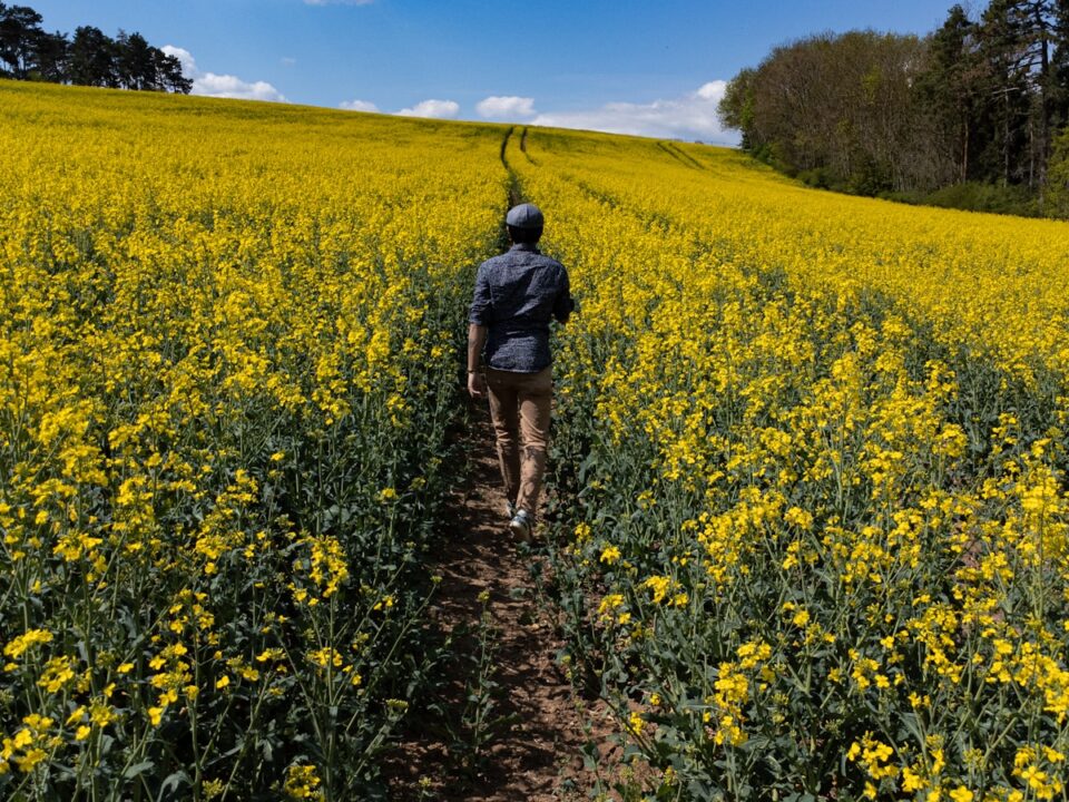 a person walking in a field of flowers