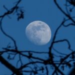 waxing gibbous moon seen through withered trees