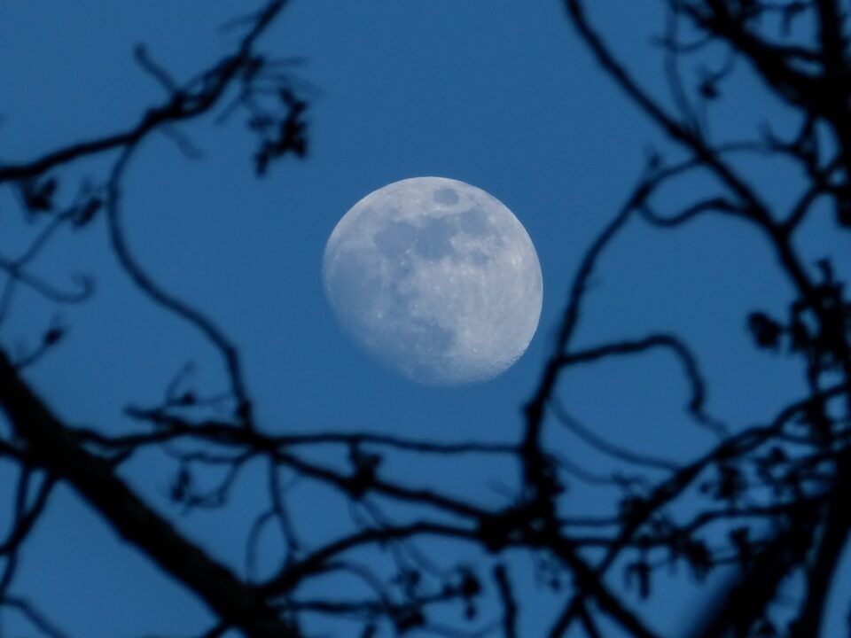 waxing gibbous moon seen through withered trees