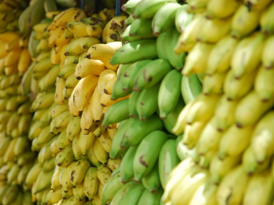 closeup photo of bunch of bananas