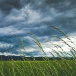 shallow focus photography of plants and blowing wind