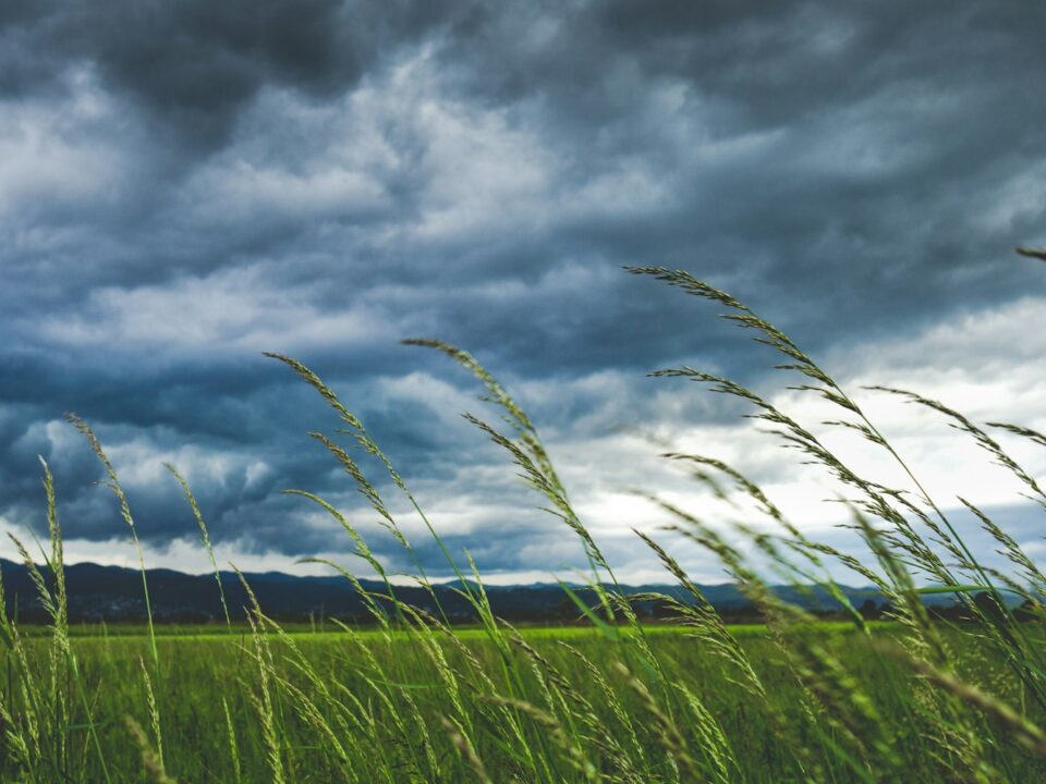 shallow focus photography of plants and blowing wind