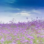 purple flower field under blue sky during daytime