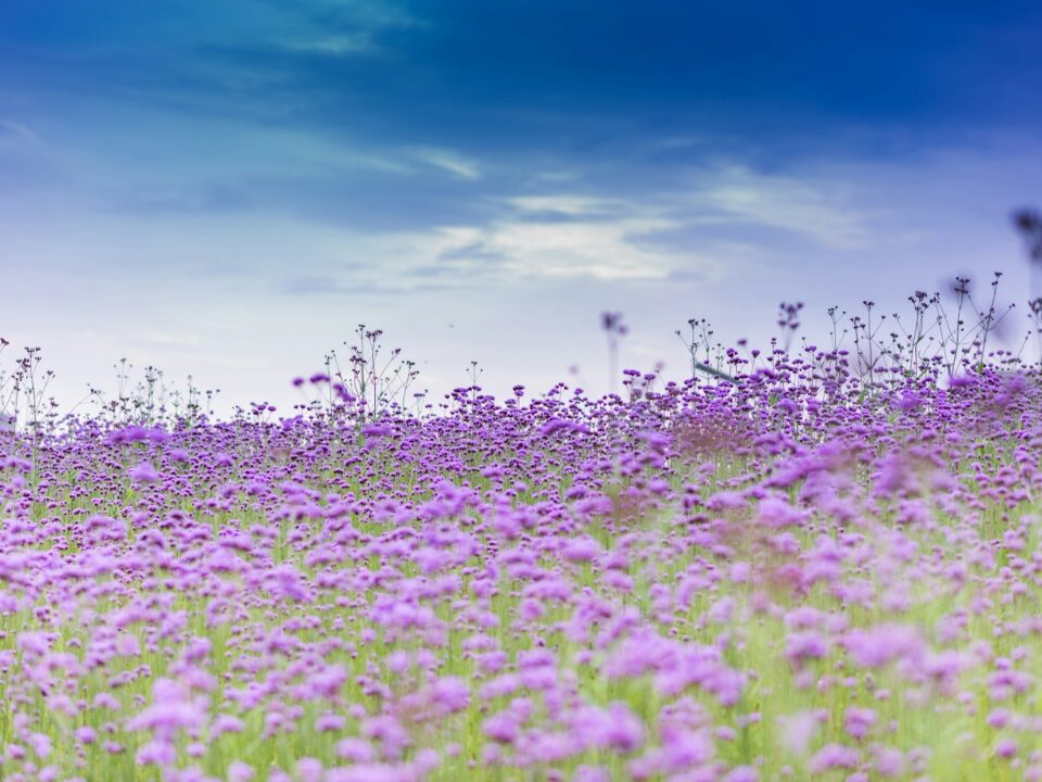 purple flower field under blue sky during daytime