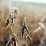 selective focus photo of plant