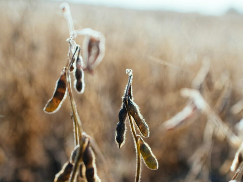 selective focus photo of plant