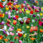 assorted-color flower field