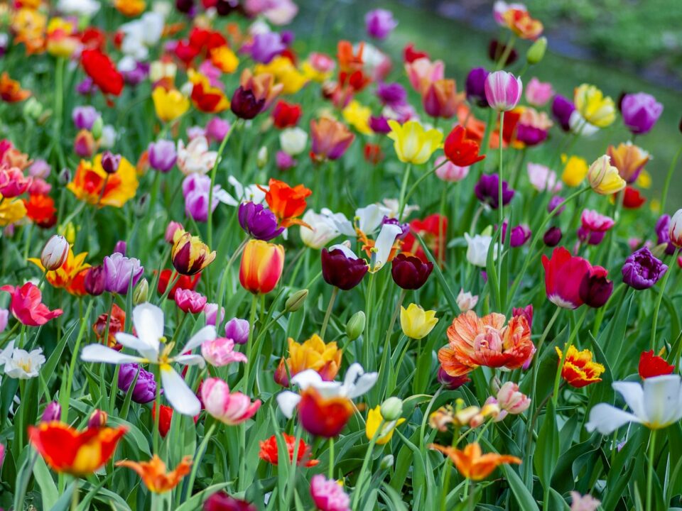 assorted-color flower field