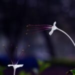 white bird flying during daytime