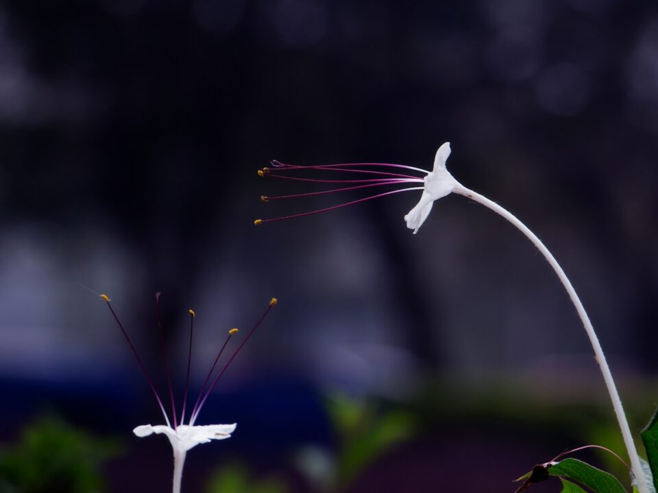 white bird flying during daytime