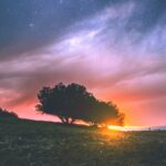 silhouette photography of tree