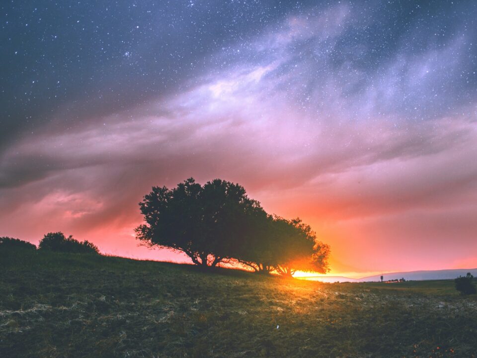 silhouette photography of tree