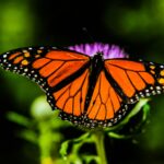 shallow focus orange and black butterfly