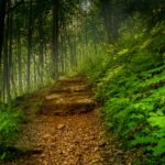green plants and trees during daytime