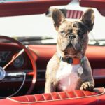 brown and white short coated dog on orange car seat