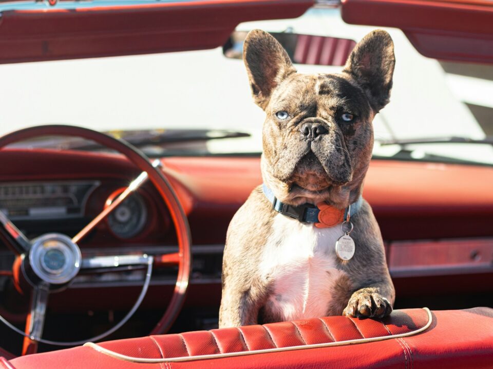 brown and white short coated dog on orange car seat