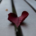 a red flower on a plant