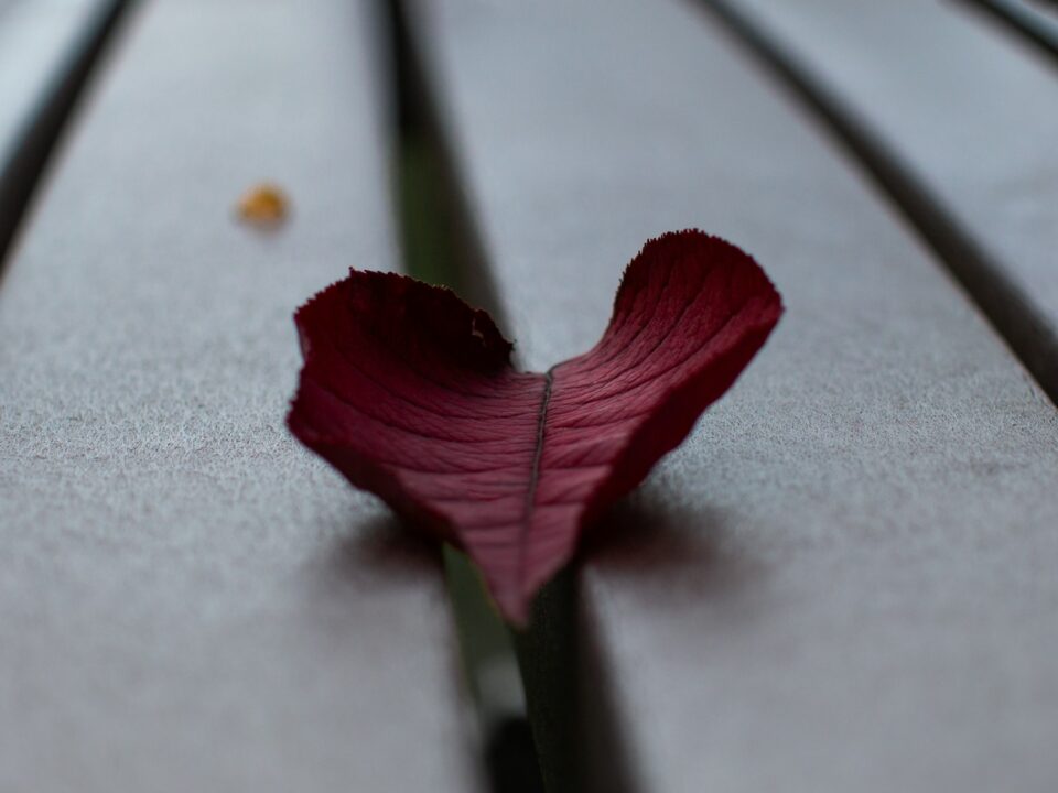 a red flower on a plant