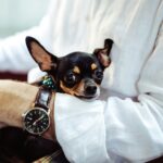 man in white dress shirt wearing round analog watch with brown leather bracelet holding black chihuahua during daytime