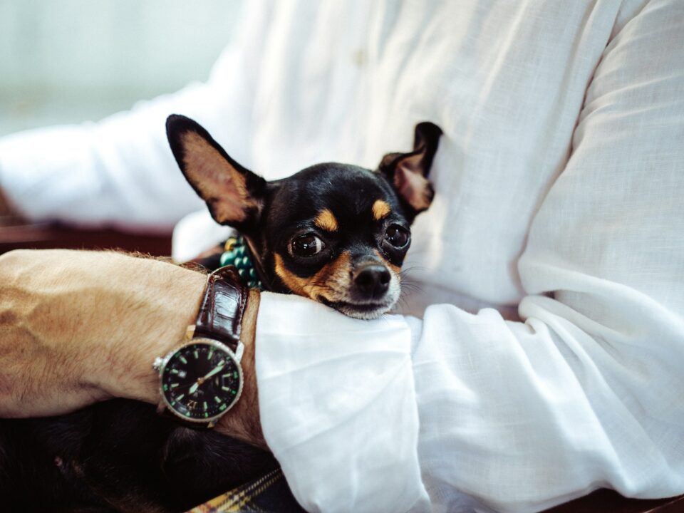 man in white dress shirt wearing round analog watch with brown leather bracelet holding black chihuahua during daytime