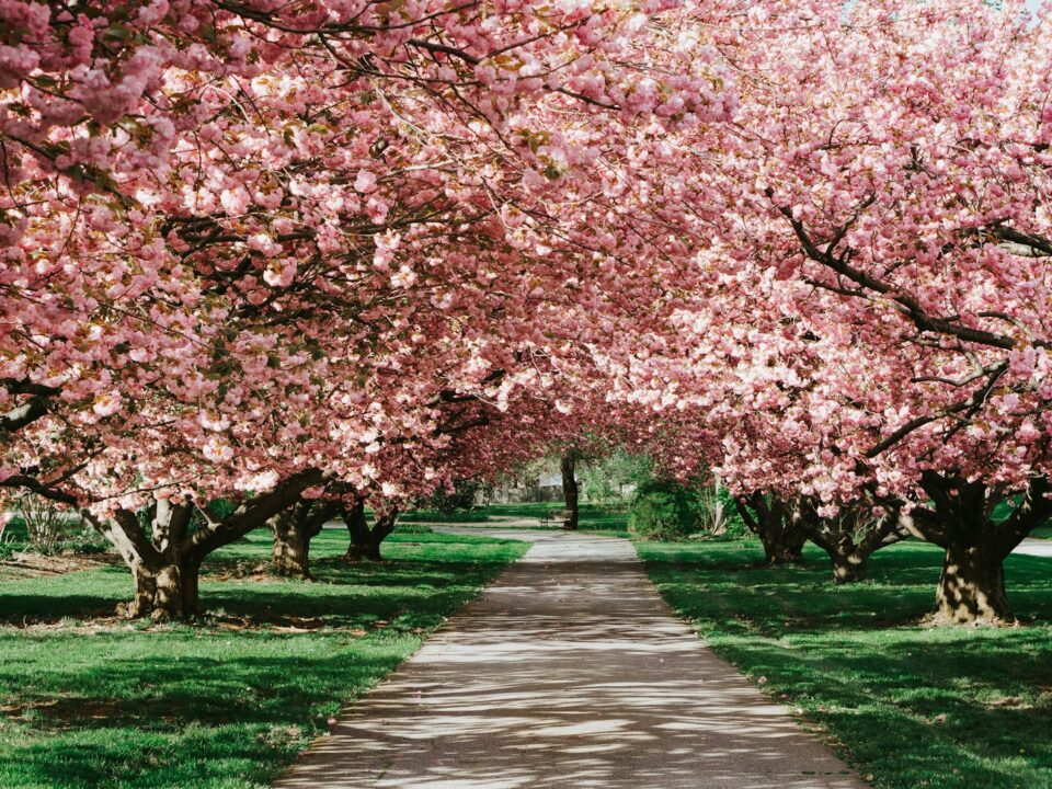 cherry blossom