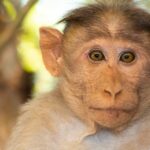 brown monkey in close up photography