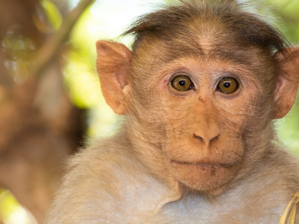 brown monkey in close up photography