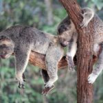 a couple of koalas hanging out in a tree