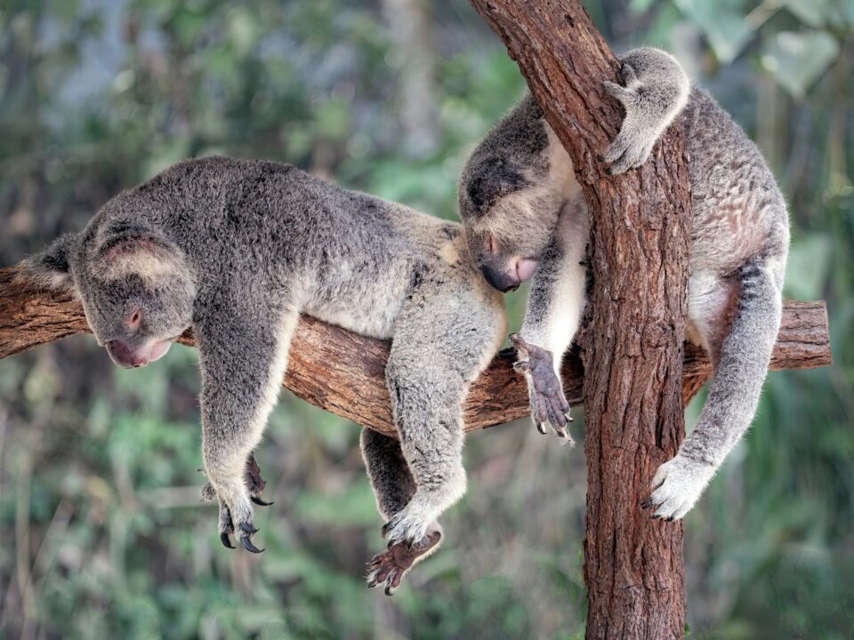 a couple of koalas hanging out in a tree