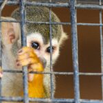 brown and white monkey on cage