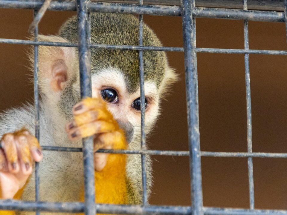 brown and white monkey on cage