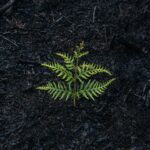 green fern plant on ground