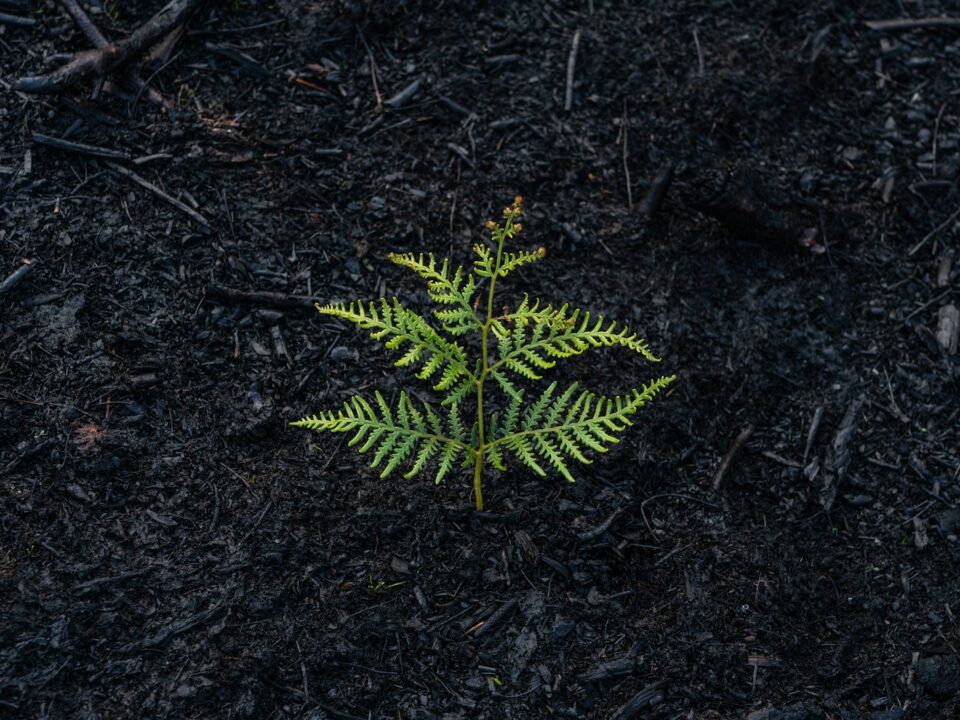 green fern plant on ground