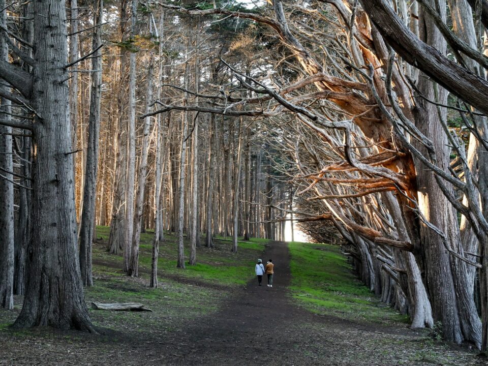 a tree in a park