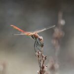closeup focus photography of dragonfly