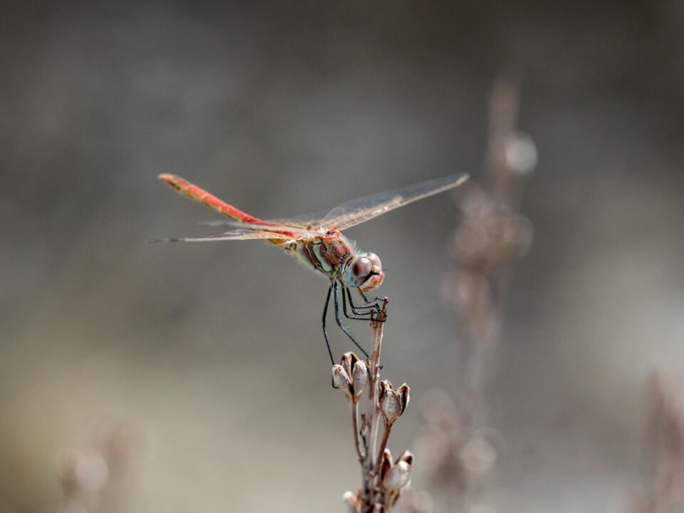 closeup focus photography of dragonfly