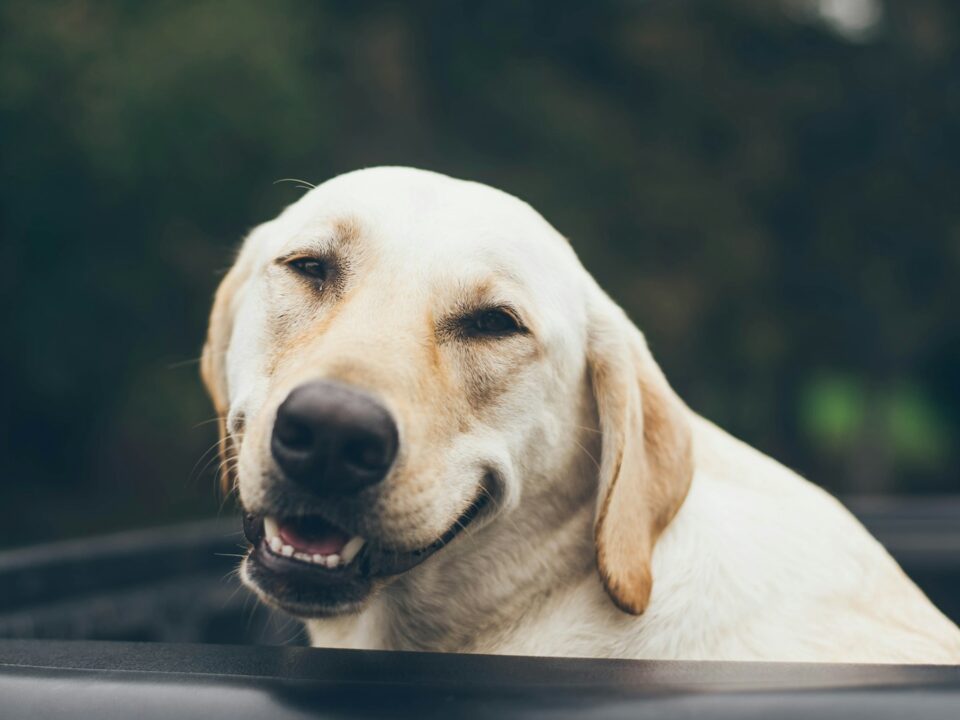 adult yellow Labrador retriever inside black plastic basin