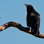 a black bird sitting on top of a tree branch